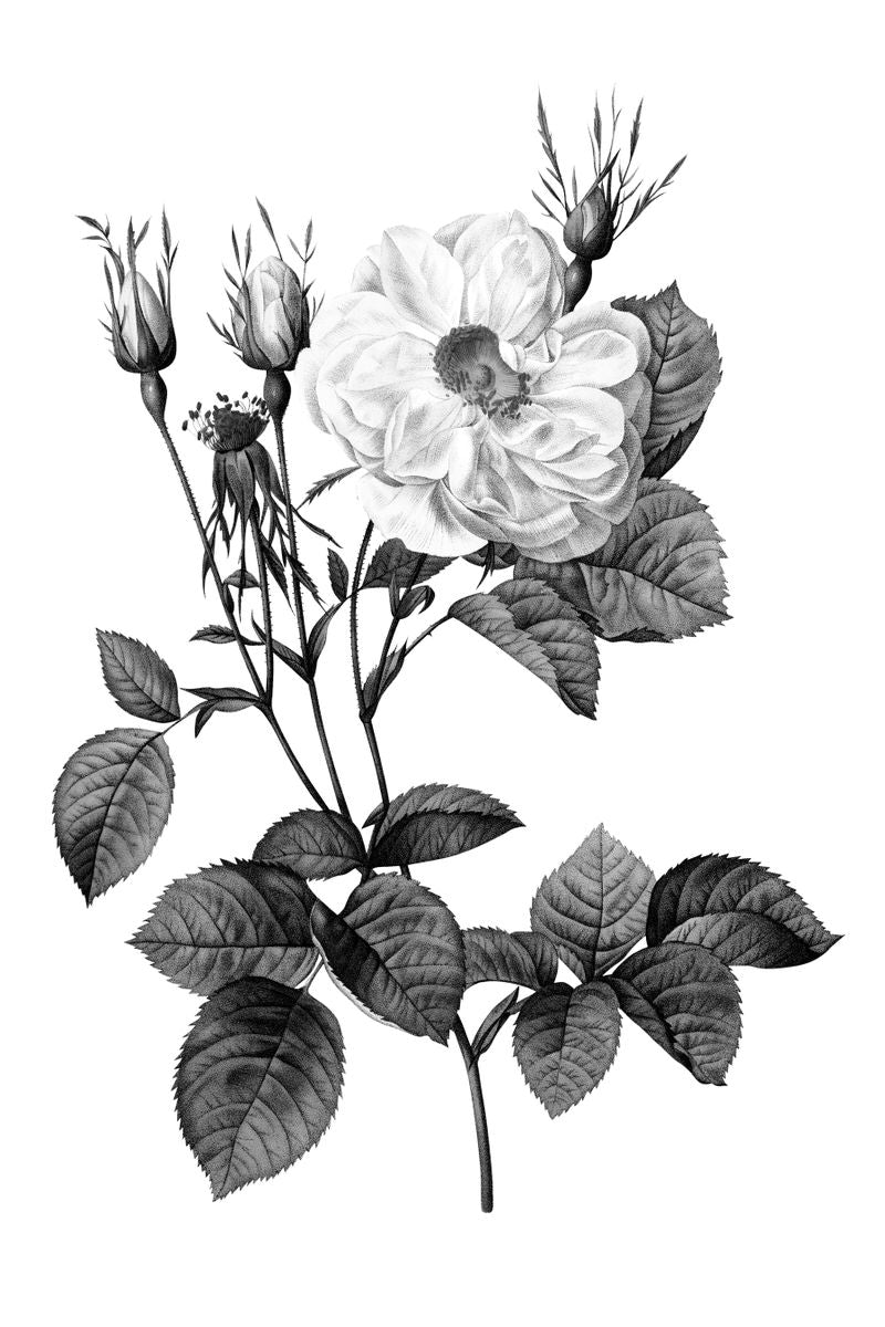 A black and white botanical illustration of a fully open rose with buds, thorned stems, and serrated leaves on a white backgr