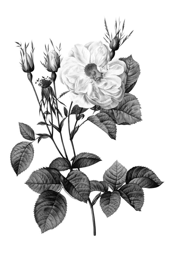 A black and white botanical illustration of a fully open rose with buds, thorned stems, and serrated leaves on a white backgr