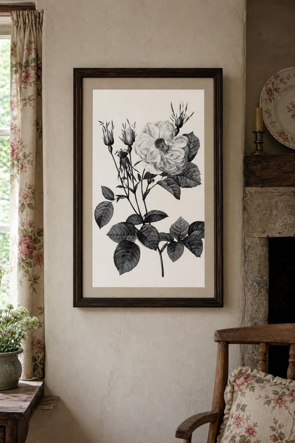 Alba Rose art print on white background