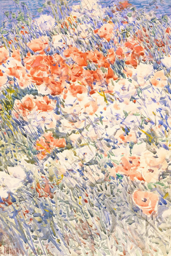 Poppy Field