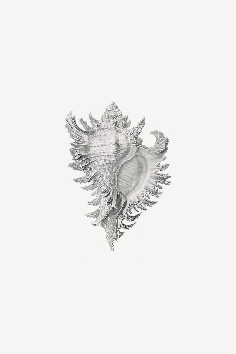 Whelk