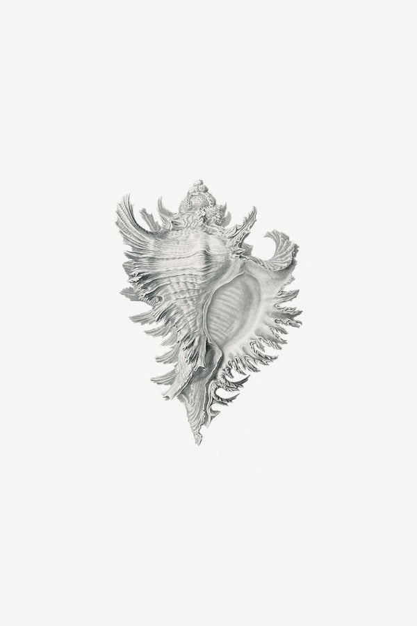 Whelk