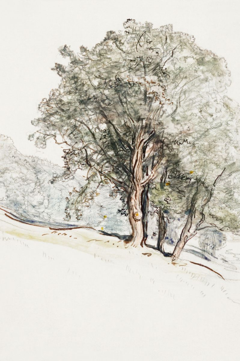 Old Grove