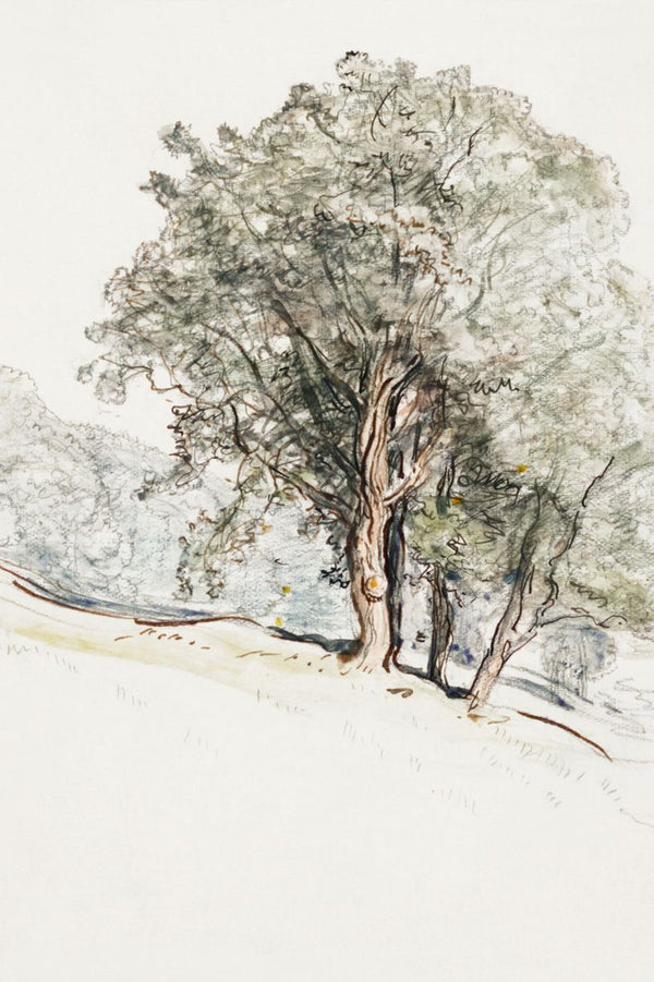 Old Grove