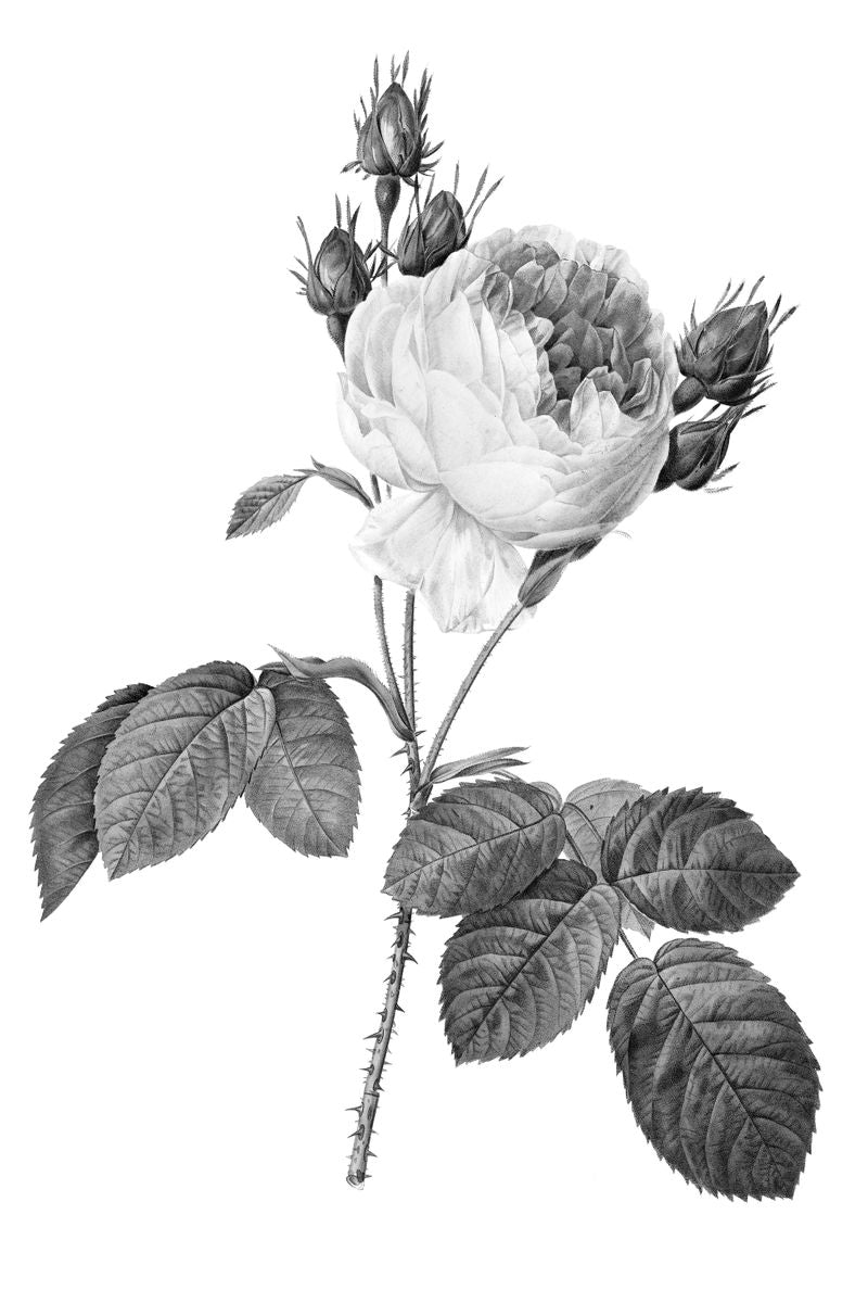 A monochrome botanical illustration of a cabbage rose with multiple buds and compound leaves on a thorned stem against a whit