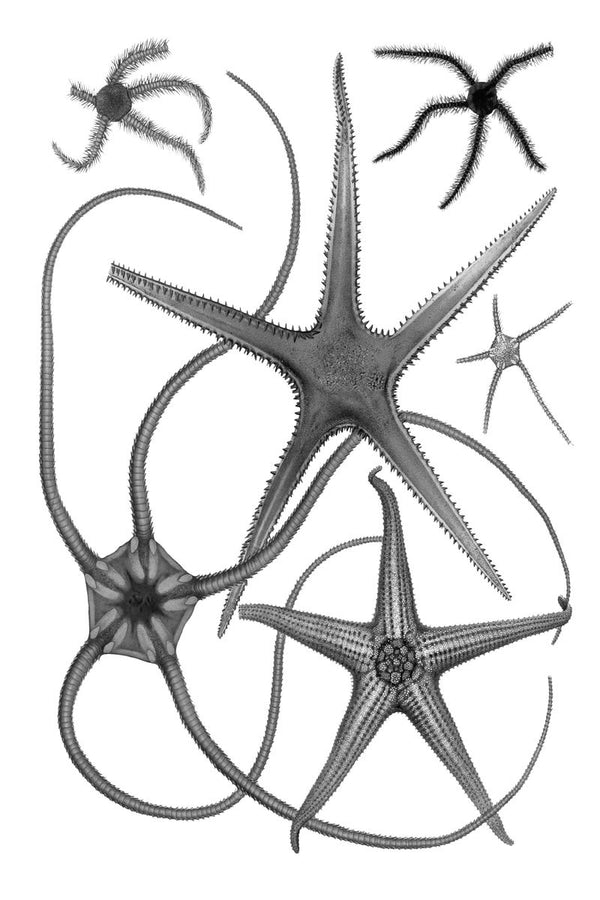 Multiple brittle star and starfish specimens arranged on a white background in the style of a natural history scientific illu
