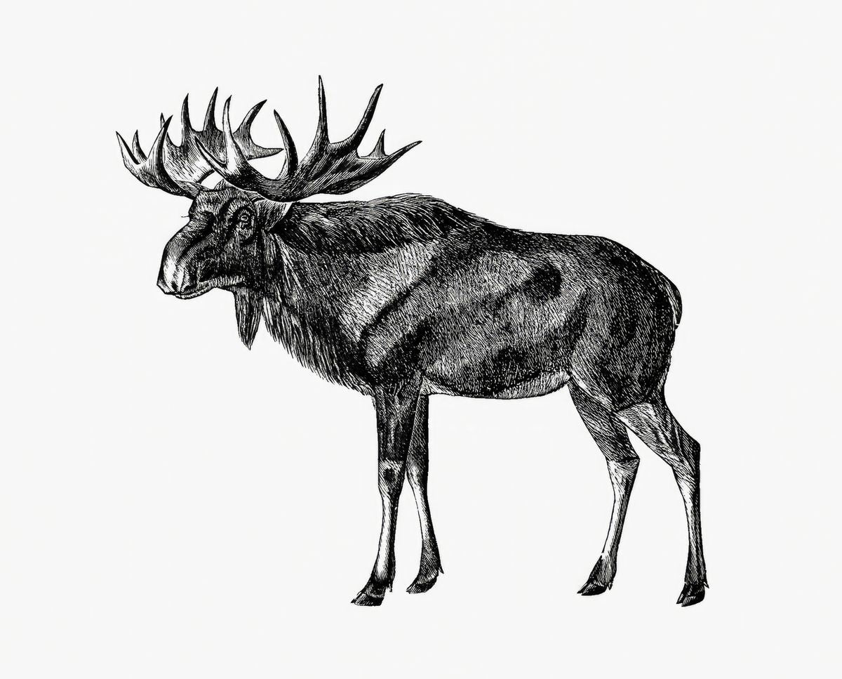A black and white engraving of a bull moose standing in left-facing profile on a plain white background.