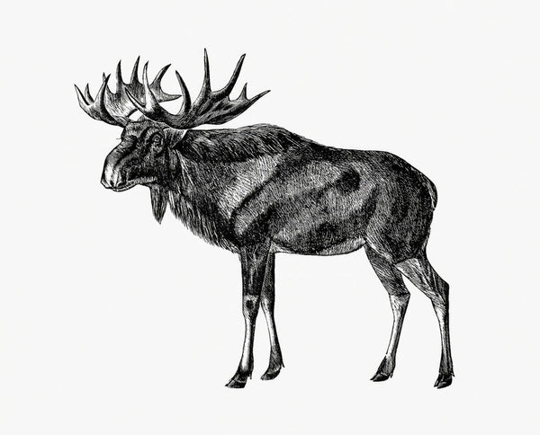 A black and white engraving of a bull moose standing in left-facing profile on a plain white background.
