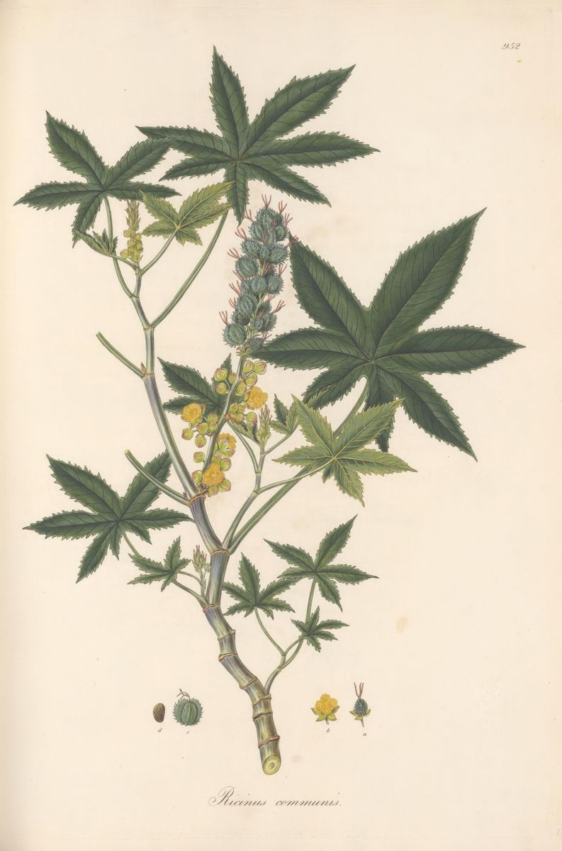 A hand-coloured botanical illustration of a castor bean plant with palmate leaves, flower spikes, and seed pods on a cream gr