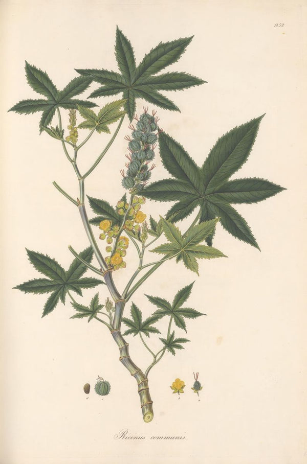 A hand-coloured botanical illustration of a castor bean plant with palmate leaves, flower spikes, and seed pods on a cream gr
