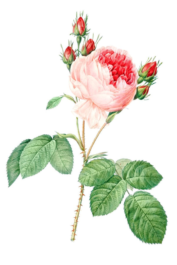 A botanical illustration of a pink cabbage rose with red buds and green leaves on a white background.