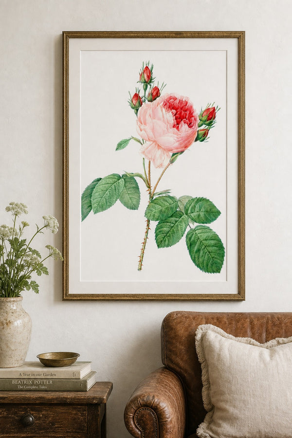 Centifolia art print on white background