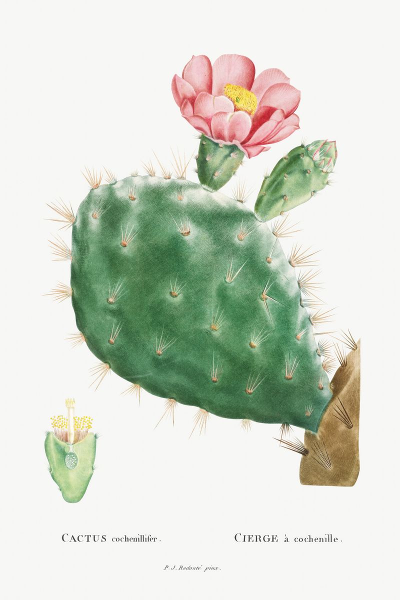 A prickly pear cactus with a large open pink flower and a small botanical cross-section study, labeled in Latin and French on