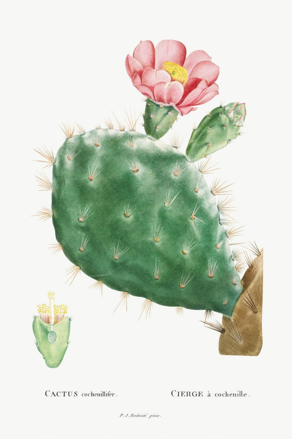 A prickly pear cactus with a large open pink flower and a small botanical cross-section study, labeled in Latin and French on