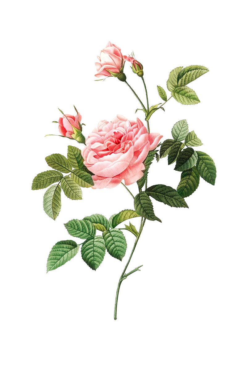 A pink rose in full bloom with two buds and green serrated leaves on a single stem against a white background.