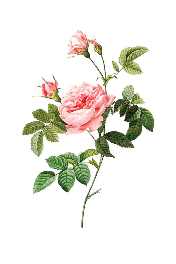 A pink rose in full bloom with two buds and green serrated leaves on a single stem against a white background.