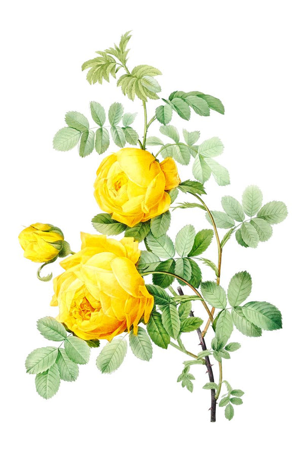 Two large open yellow roses and one bud on a thorned stem with green pinnate leaves against a plain white background.
