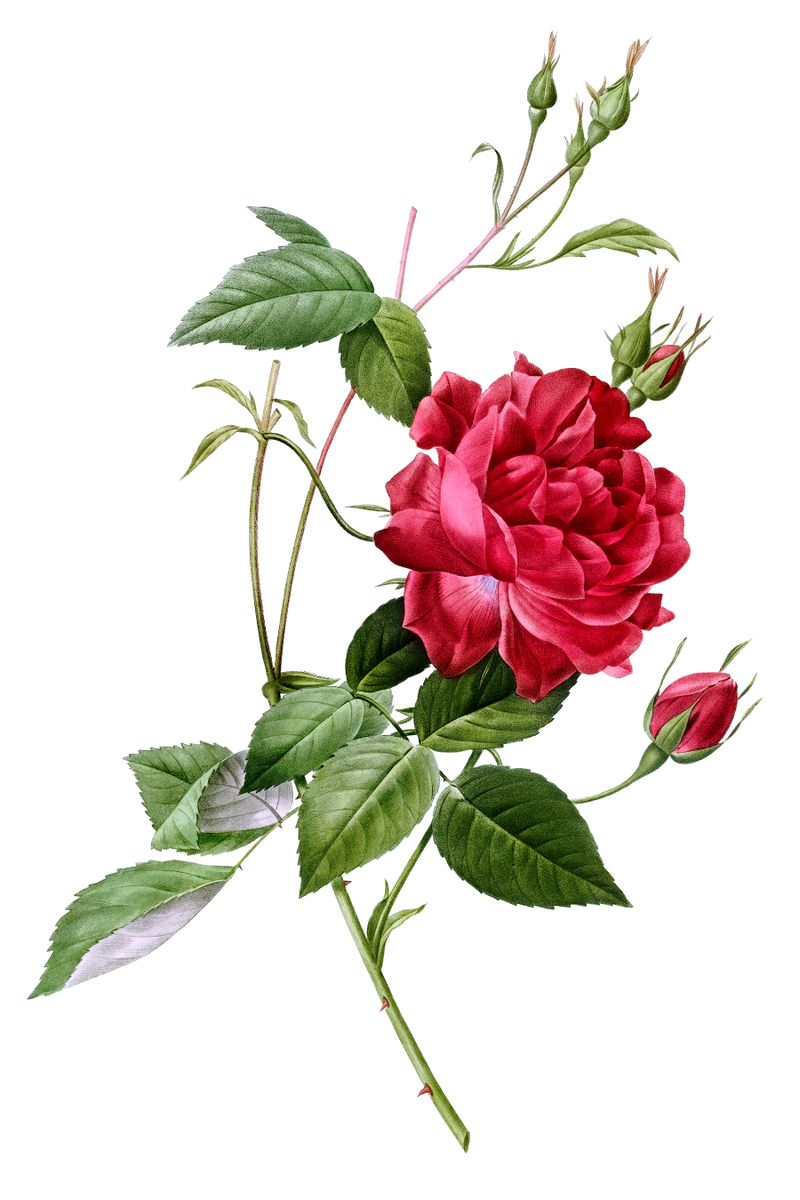 A botanical illustration of a deep crimson rose in full bloom with two clusters of closed buds and multiple serrated leaves o