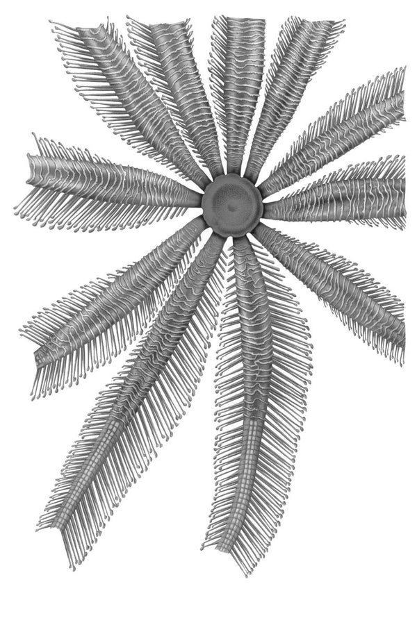 A crinoid sea lily with a central disc and ten feathery radiating arms covered in fine pinnules, rendered on a white backgrou