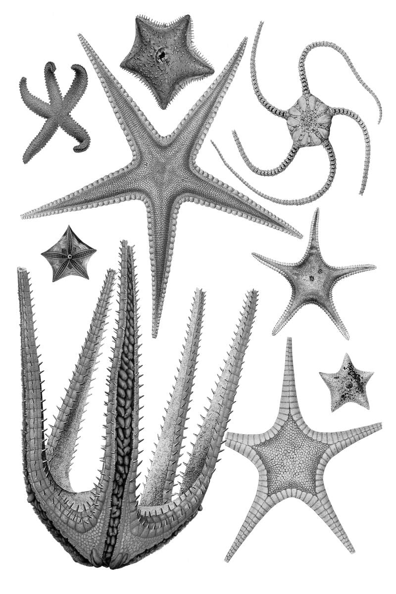 A monochromatic natural history illustration plate showing multiple starfish and brittle star specimens arranged on a white b