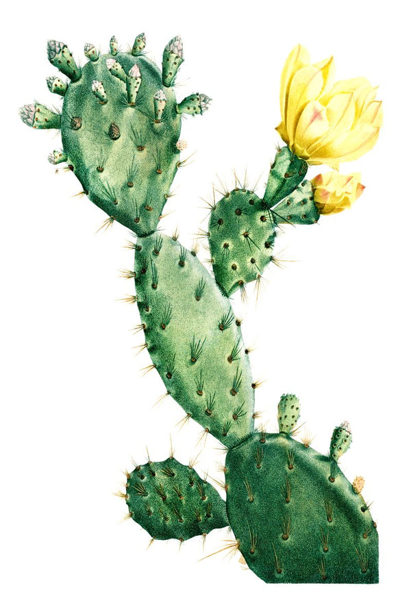 A prickly pear cactus with multiple green paddle-shaped pads, amber spines, small buds, and two large yellow flowers on a whi