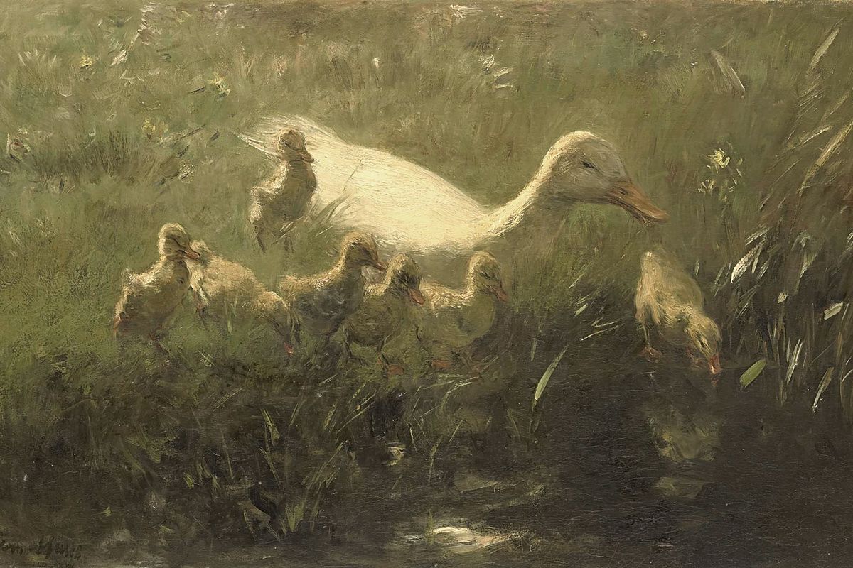 A white duck and her brood of ducklings gathered at the edge of a dark pond surrounded by marsh grass.