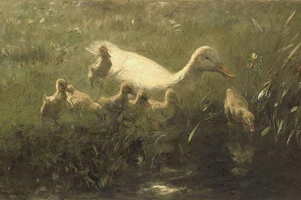 A white duck and her brood of ducklings gathered at the edge of a dark pond surrounded by marsh grass.