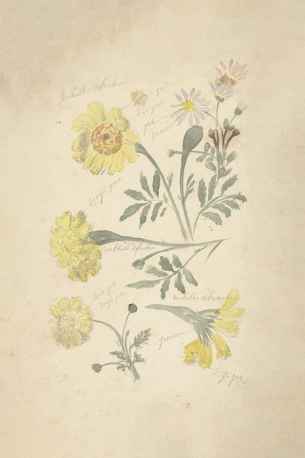 Six botanical flower specimens with handwritten annotations scattered across aged cream paper.