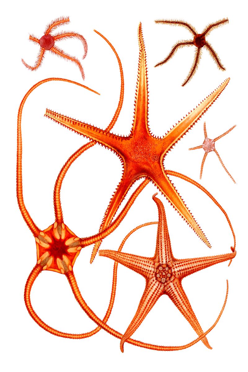 Six brittle stars and starfish specimens of varying sizes arranged on a white background in warm orange and red tones.
