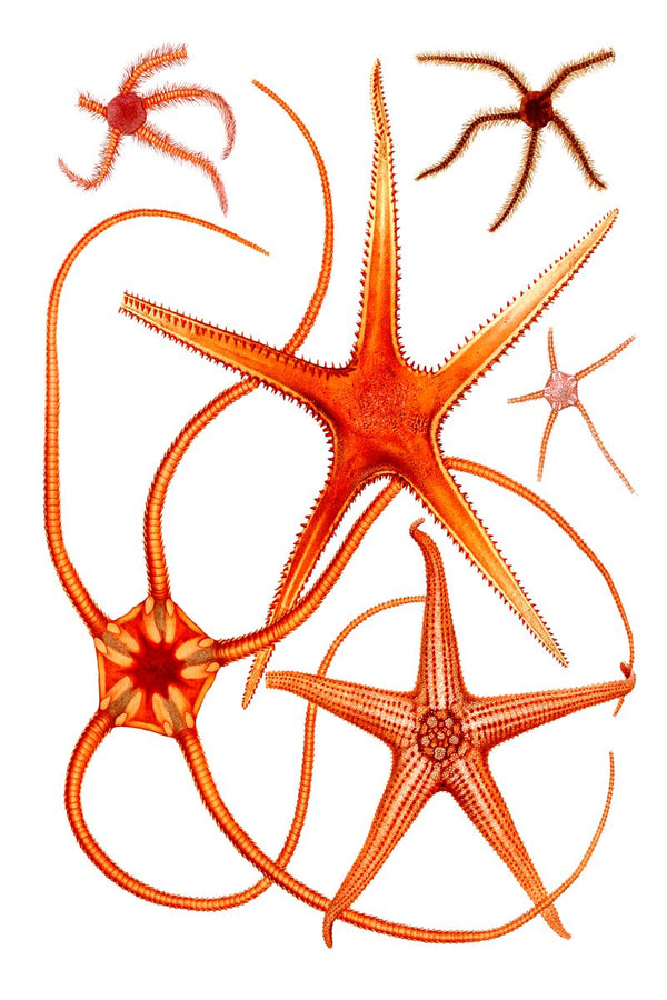 Six brittle stars and starfish specimens of varying sizes arranged on a white background in warm orange and red tones.