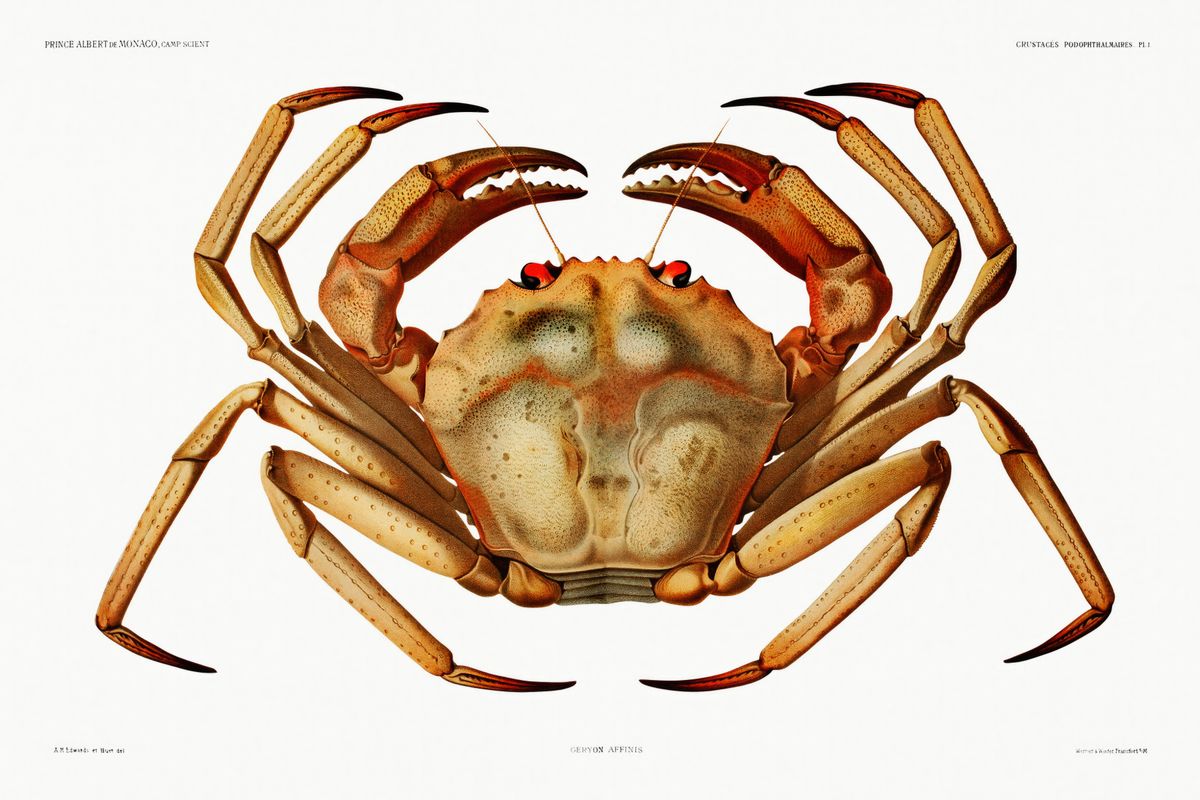 A detailed scientific illustration of a crab (Geryon affinis) shown from above on a white background, with claws raised and a