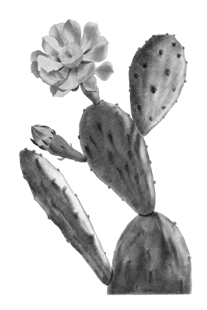 A grayscale botanical illustration of a prickly pear cactus with oval pads, one open flower, and one bud on a white backgroun