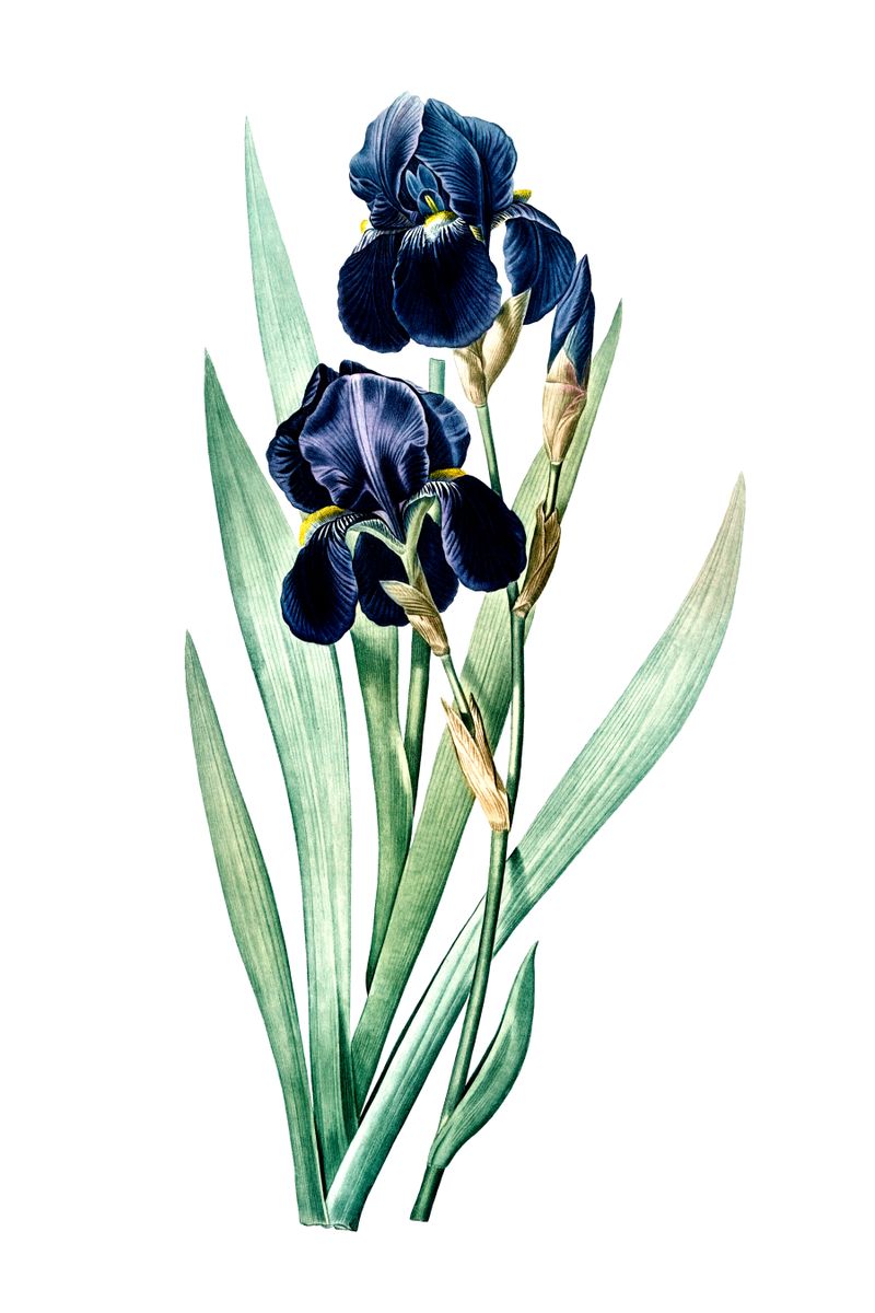 Two dark indigo bearded iris flowers with yellow beards, green strap leaves, and pale buds on a white background.