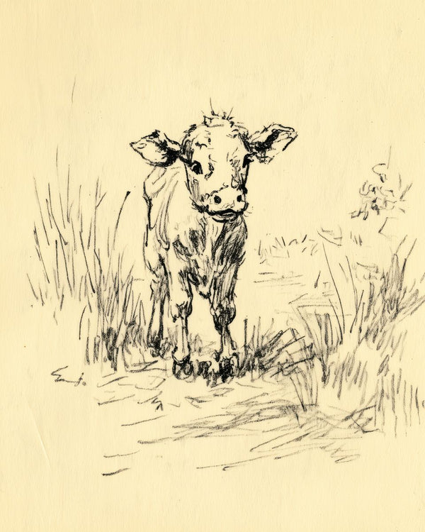 A charcoal sketch of a young calf standing in tall grass, facing forward against a pale cream background.