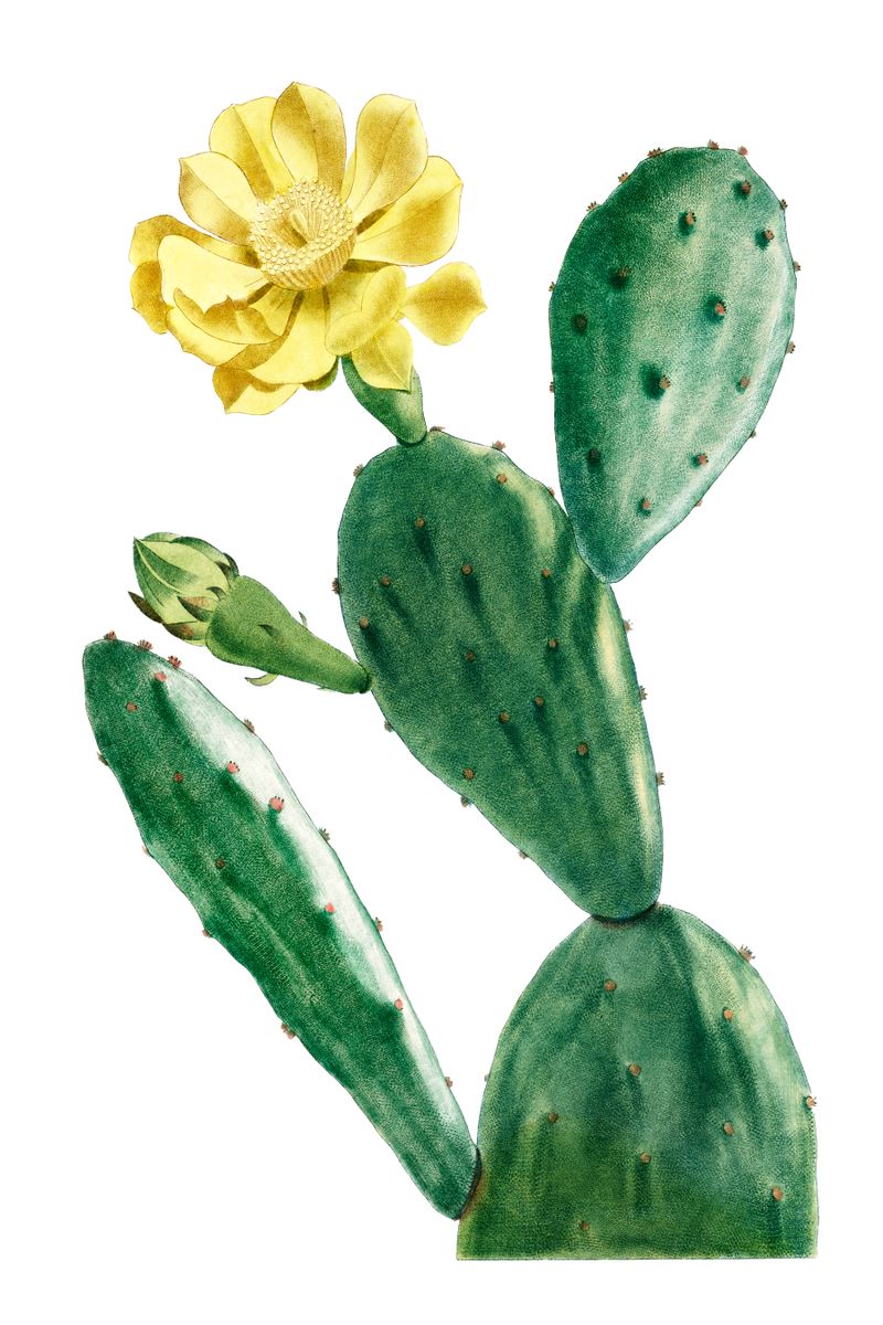 A botanical illustration of a prickly pear cactus with green padded segments, a large open yellow flower, and a closed green