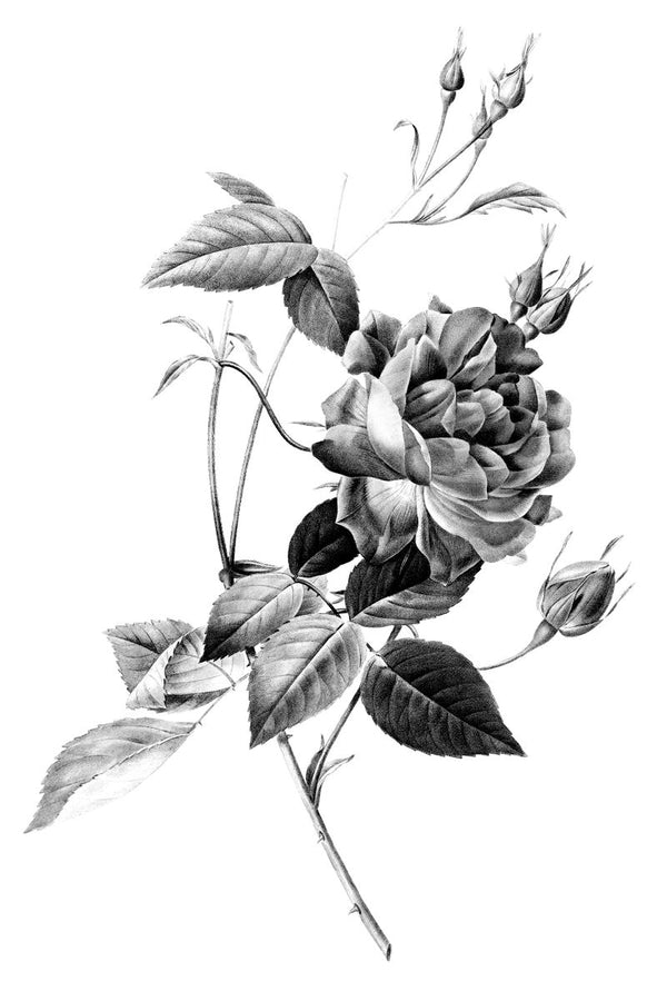 A botanical illustration of a fully open cabbage rose with buds and leaves on a white background, rendered in black and white