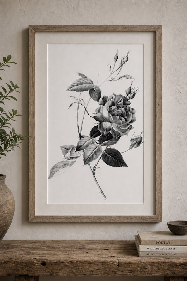Old Rose art print on white background