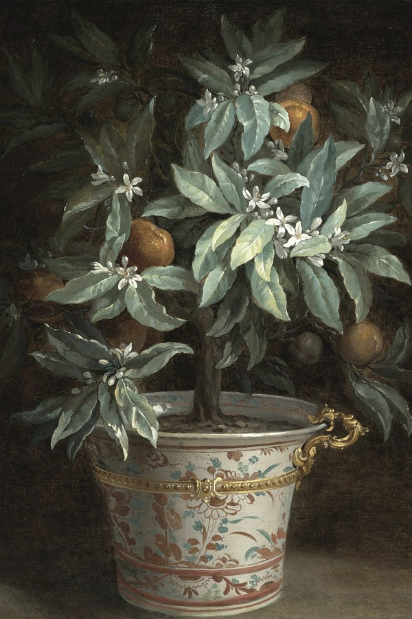 A potted citrus tree with white blossoms and ripe oranges in a painted porcelain pot with gilt handles, set against a dark fo