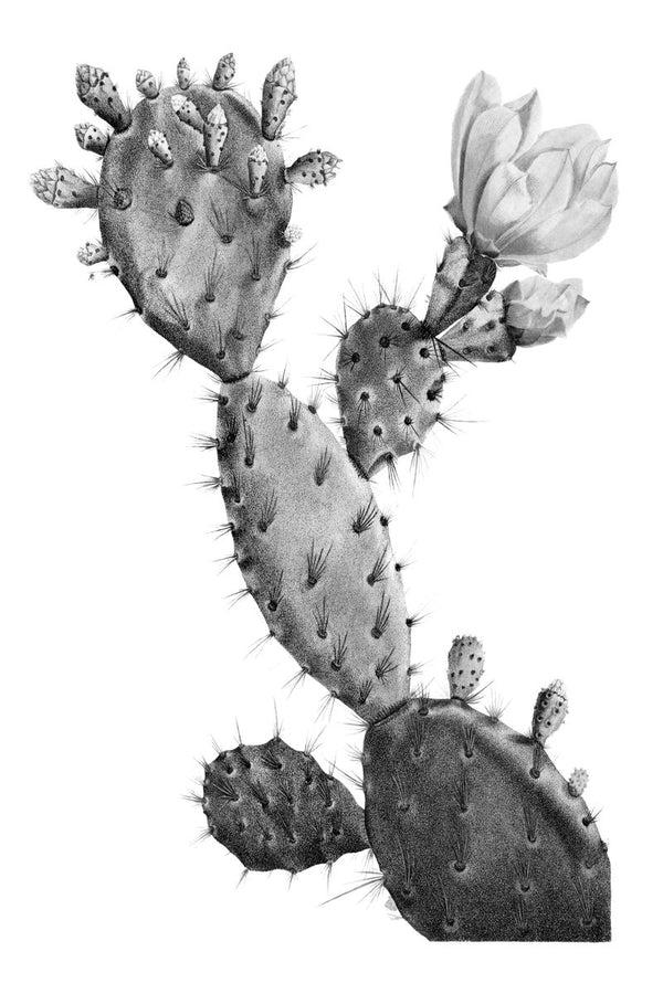 A prickly pear cactus with spined paddles, small budding fruits, and two open white flowers on a plain white background.