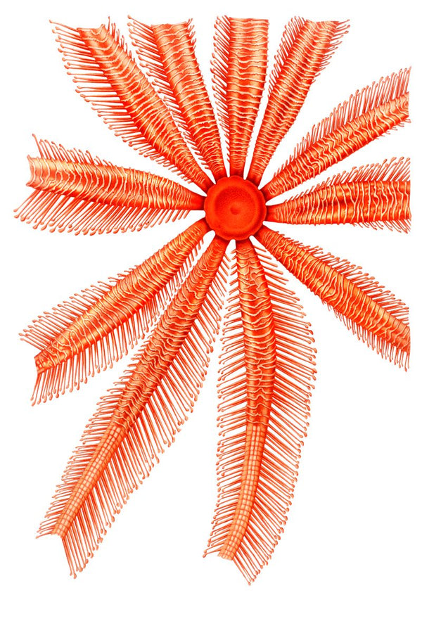 A red crinoid feather star with ten radiating arms covered in fine pinnules, displayed flat on a white background.