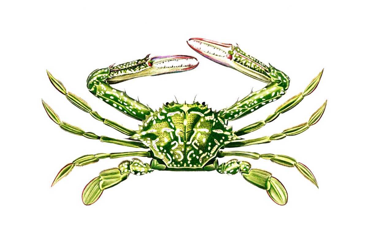 A green spotted crab viewed from above with claws open, rendered in detailed scientific illustration style against a white ba