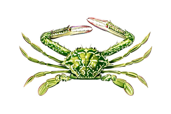 A green spotted crab viewed from above with claws open, rendered in detailed scientific illustration style against a white ba