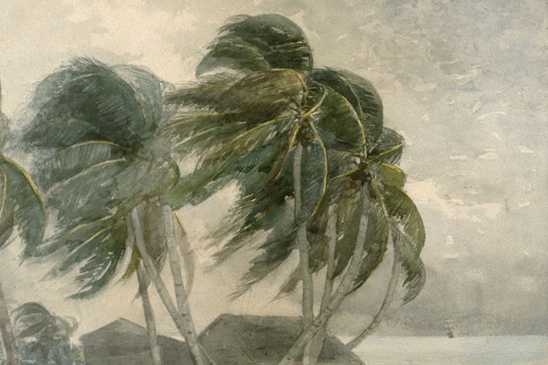 Cluster of palm trees bent sideways by storm wind, with a building roofline below and a gray overcast sky and distant water i