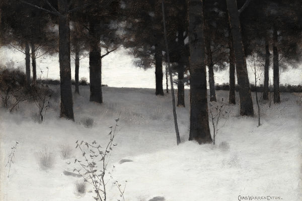 A winter forest scene with dark pine trunks framing a glowing pale horizon over snow-covered ground, with dormant shrubs in t