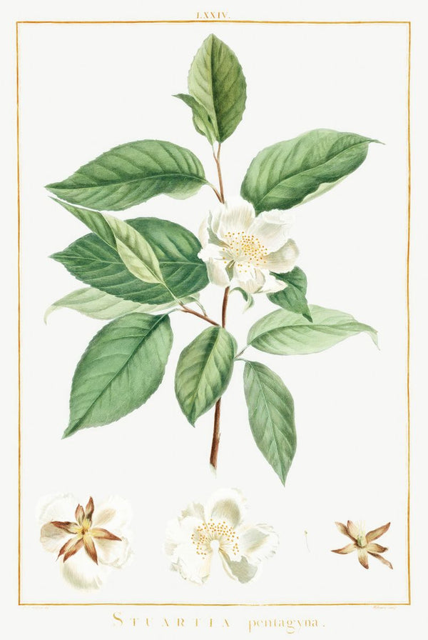 A botanical illustration of a Stuartia pentagyna branch with white flower and leaves, with three flower detail studies and La