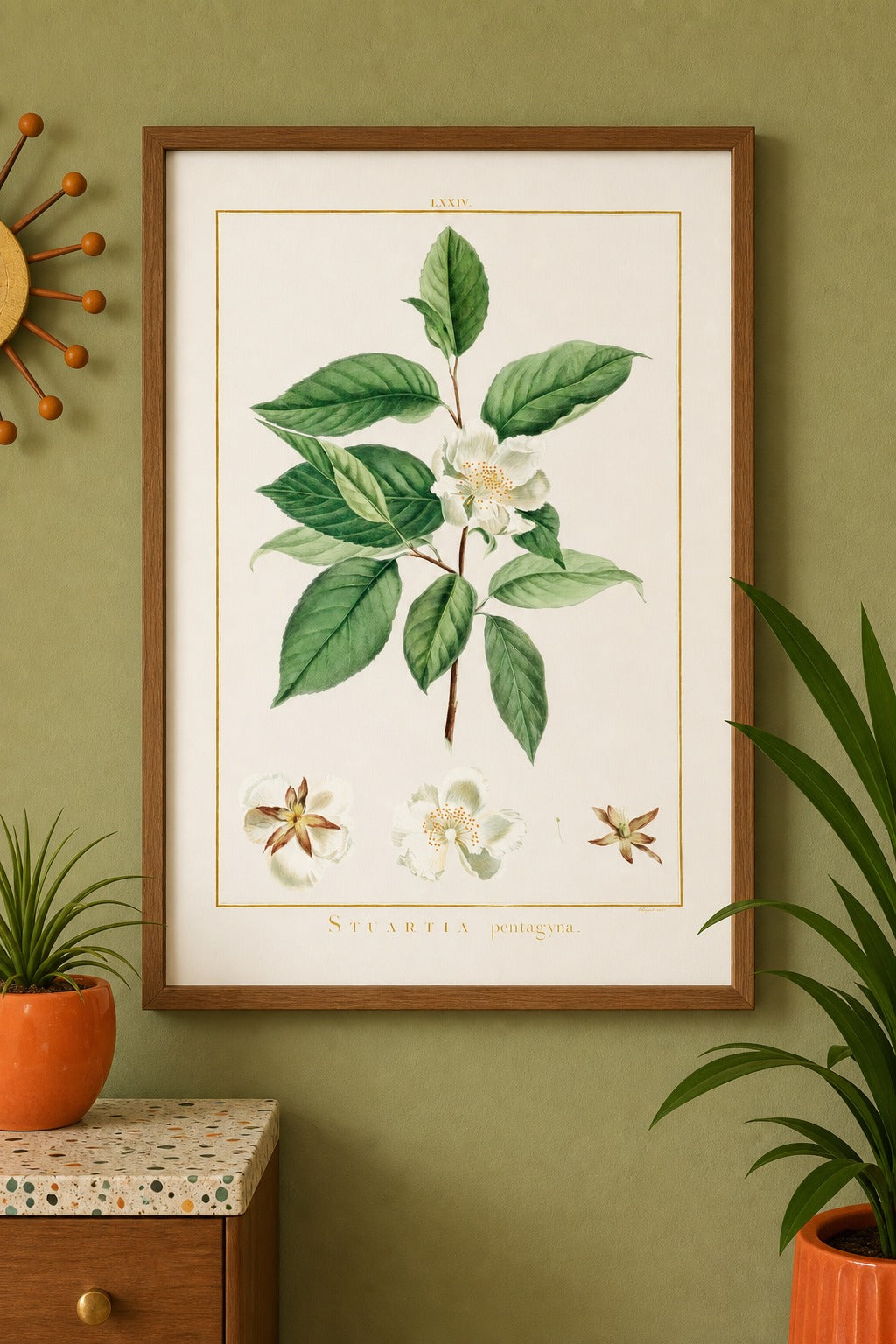 Stuartia art print on white background