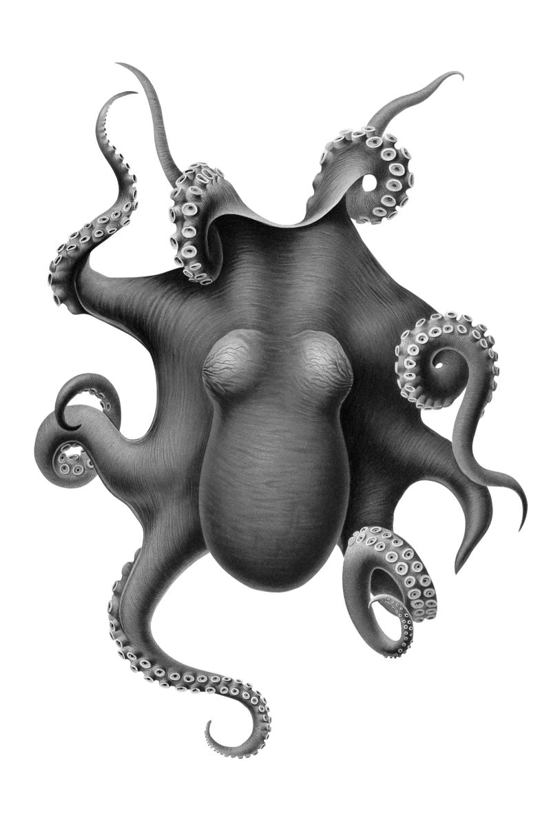 A detailed monochrome illustration of an octopus viewed from above, its eight tentacles spread outward against a white backgr