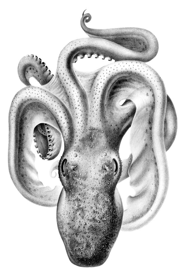 A monochrome scientific-style illustration of an octopus seen from above, with all eight tentacles spread across a white back