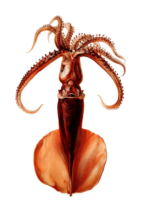 A vintage scientific illustration of a squid on a white background, tentacles spread upward and fins splayed wide at the bott