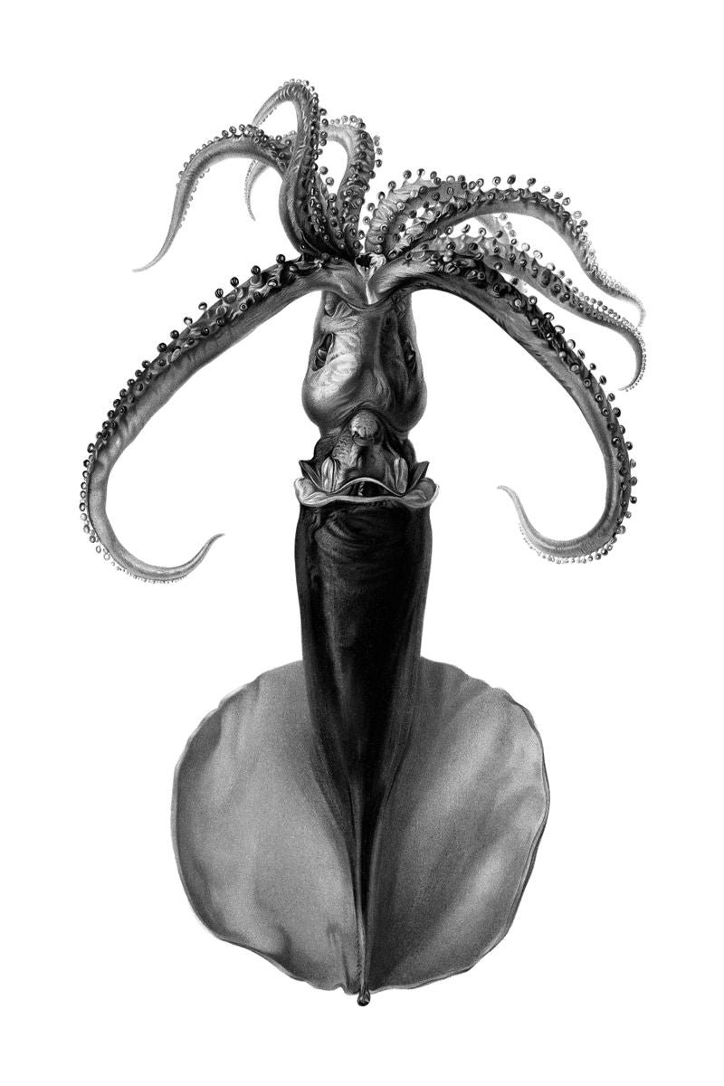 A black-and-white illustration of a squid shown inverted, tentacles splayed upward, on a white background.